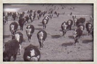 Cattle on Vogeler Ranch