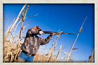 Hunter preparing to fire from corn stalks