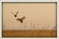 Two pheasant taking flight