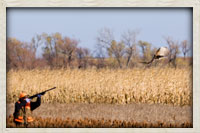 Hunter taking aim at a pheasant in flight