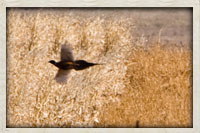 Pheasant flying into a food plot