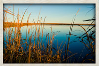 Tall grass near our lake