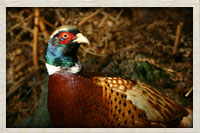 South Dakotas State bird the Chinese ring-necked pheasant