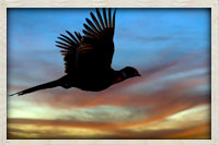 Chinese ring neck pheasant in flight toward the end of the day