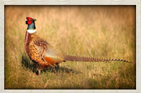 Chinese ring neck pheasant on the run