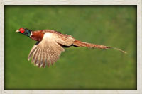 Chinese ring neck pheasant in flight