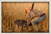 Trained dog retrieving a pheasant