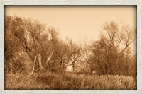 Tree Line near our 55 acre lake