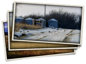 Pheasant Hunt Getaway during winter with pheasants on the ground