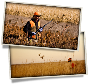 Hunter walking in field and whitetail doe